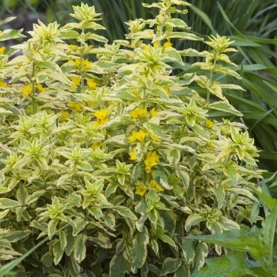 Lysimachia punctata 'Golden Alexander' PP13,547
