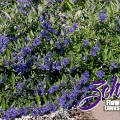 Caryopteris x clandonensis 'Blauer Splatz'