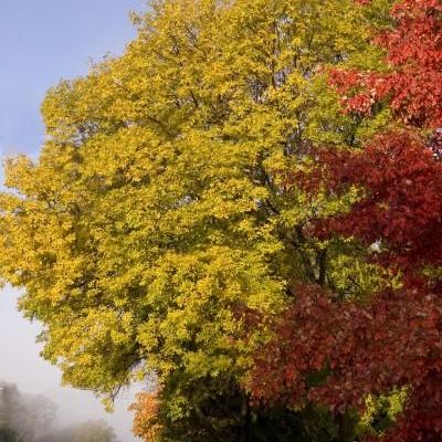 Fraxinus Pennsylvanica