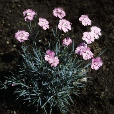 Dianthus gratianopolitanus 'Bewitched' PP13,159
