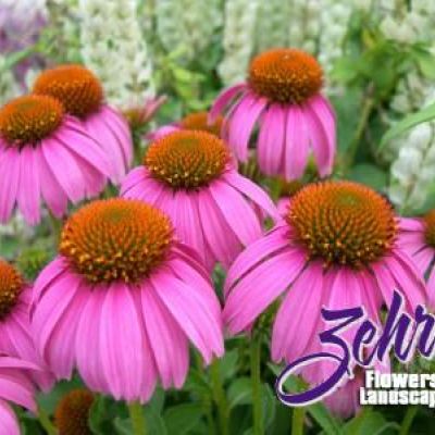 Echinacea purpurea 'Adam Saul' PPAF