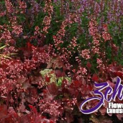 Heuchera 'Fire Chief' PP21,880