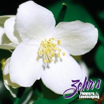 Philadelphus lewisii 'Blizzard'