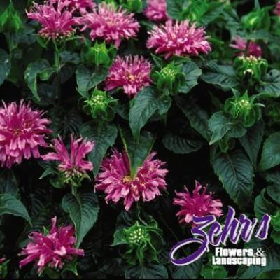 Monarda 'Petite Delight' PP10,784