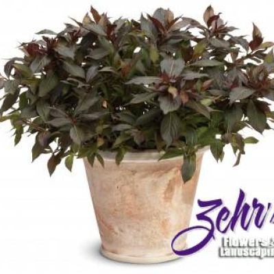 Weigela florida 'Elvera' PP12,217