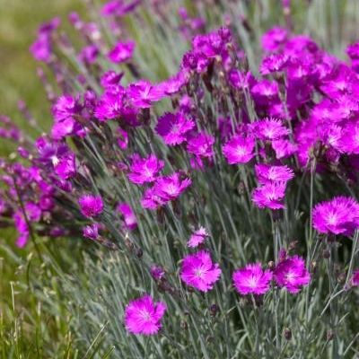 Dianthus gratianopolitanus 'Feuerhexe'