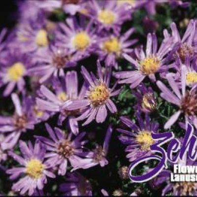 Aster divaricatus 'Wood's Blue'