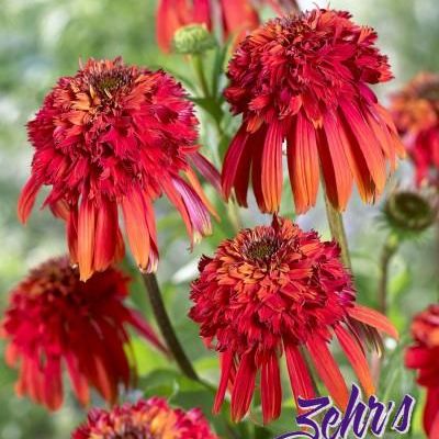 Echinacea 'Hot Papaya' PPAF