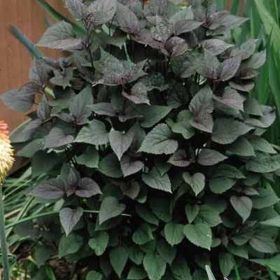 Eupatorium rugosum 'Chocolate'