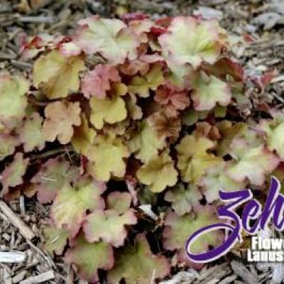 Heuchera villosa 'Caramel' PP16,560