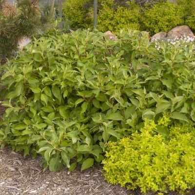 Cornus alba 'Minbat'
