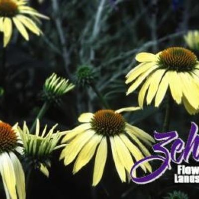 Echinacea 'Sunrise' PP16,235