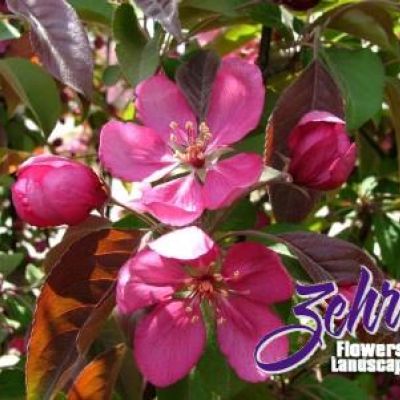 Malus 'Rejzam'