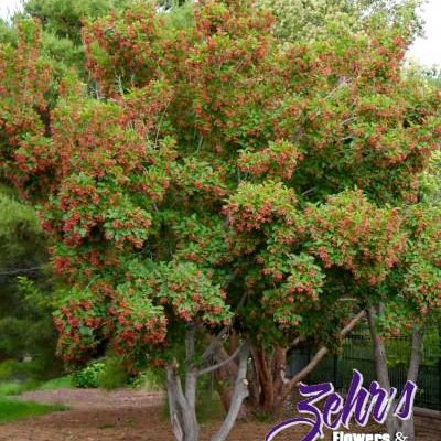 Acer tataricum 'Garann'