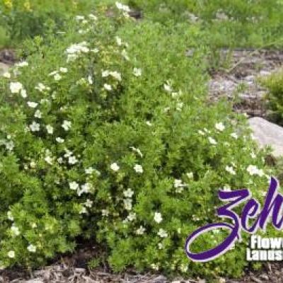Potentilla fruticosa 'McKay's White'