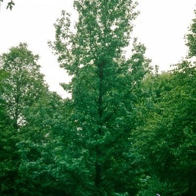 Lirodendron Tulipifera