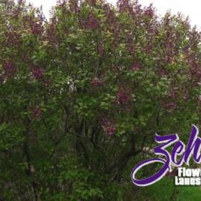 Syringa x hyacinthiflora 'Pocahontas'