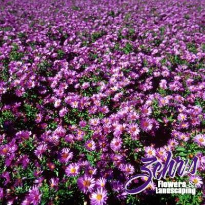 Aster divaricatus 'Wood's Purple'