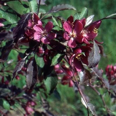 Malus Baccata
