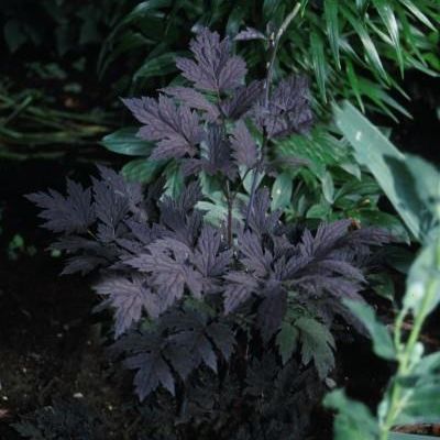 Cimicifuga racemosa 'Hillside Black Beauty' PP9,988