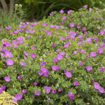 Geranium sanguineum 'Max Frei'