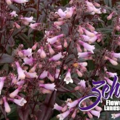 Penstemon 'Dark Towers' PP20,013