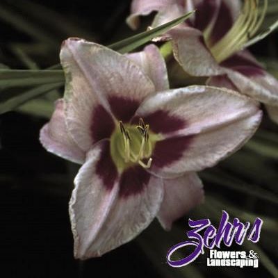 Hemerocallis 'Chicago Heirloom'