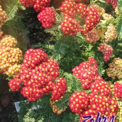 Achillea millefolium 'Strawberry Seduction' PP18,401
