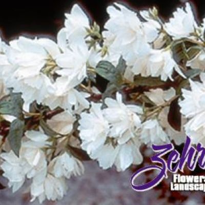 Philadelphus 'Snowbelle'