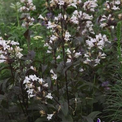 Penstemon digitalis 'Husker Red'