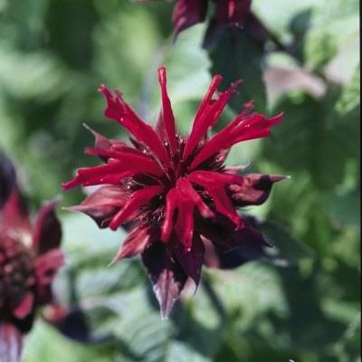 Monarda 'Raspberry Wine'