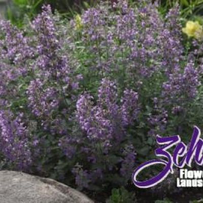 Nepeta x faassenii 'Walkers Low"