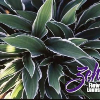 Hosta 'Ginko Craig'
