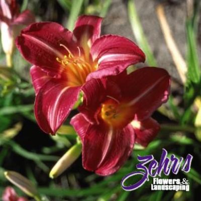 Hemerocallis 'Cherry Cheeks'