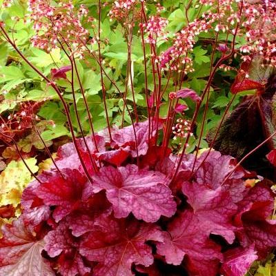 Heuchera 'Berry Smoothie' PP21,871