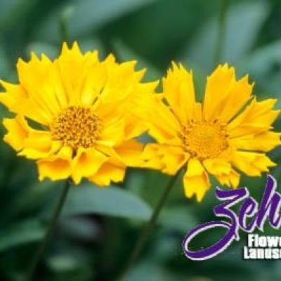 Coreopsis 'Jethro Tull' PP18,789