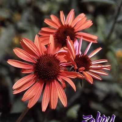Echinacea 'Evan Saul' PP17,659