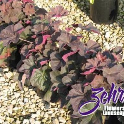 Heuchera x villosa 'Mocha' PP18,386