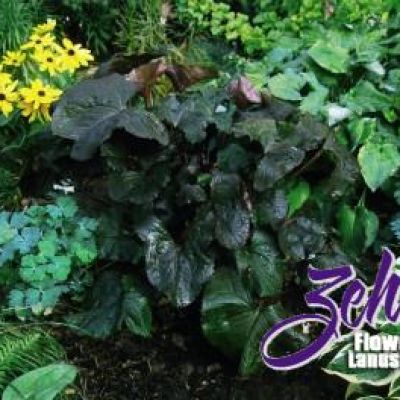 Ligularia dentata 'Britt Marie Crawford' PP16,113