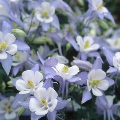 Aquilegia x caerulea 'Origami Blue & White'