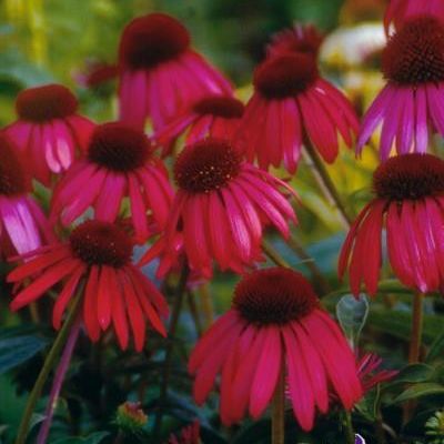 Echinacea 'Twilight' PP17,651