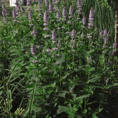 Agastache 'Blue Fortune'