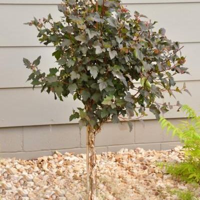 Physocarpus Opulifolius 'Monlo'