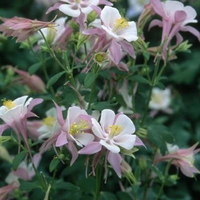 Aquilegia x caerulea 'Origami Pink & White'