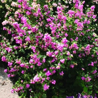 Symphoricarpos x doorenbosii 'Kolmcan' PP20,931