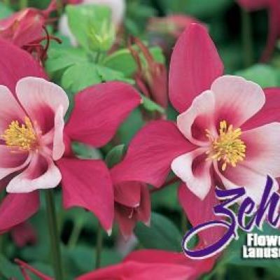 Aquilegia x caerulea 'Origami Rose & White'