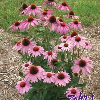 Echinacea purpurea 'Prairie Splendor'