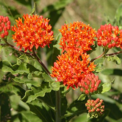Asclepias Tuberosa