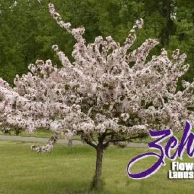 Malus 'Camzam'
