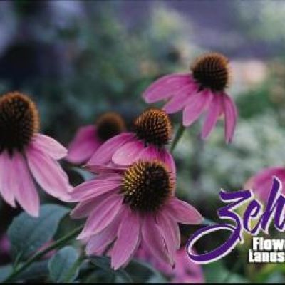 Echinacea purpurea
